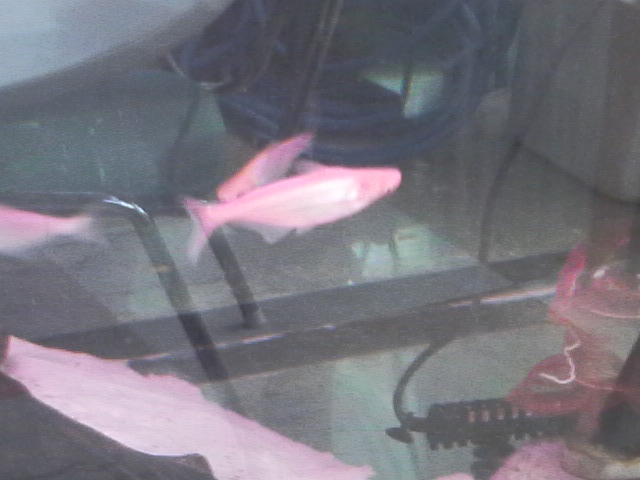 albinokhayyam