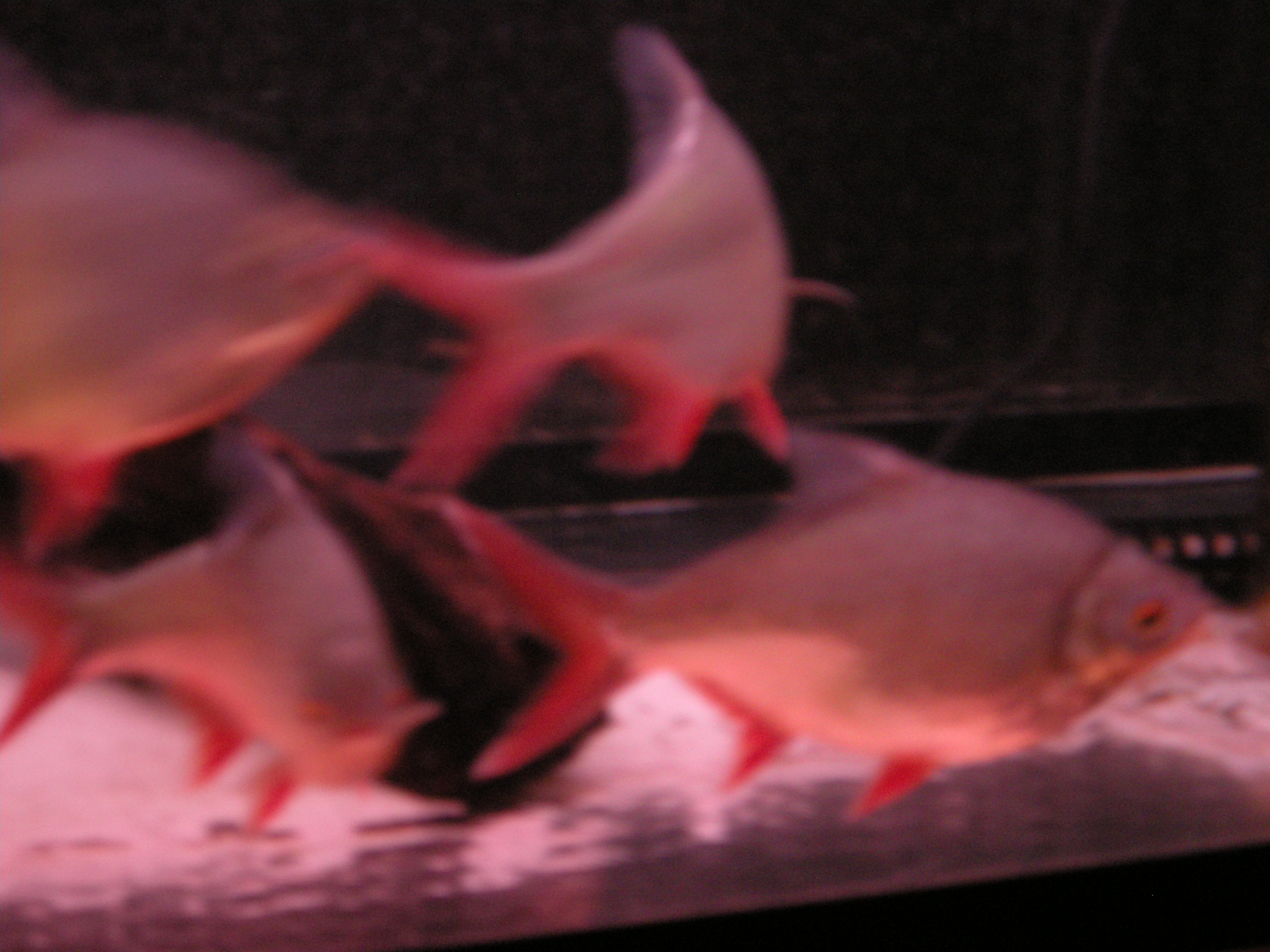 redfinbarb