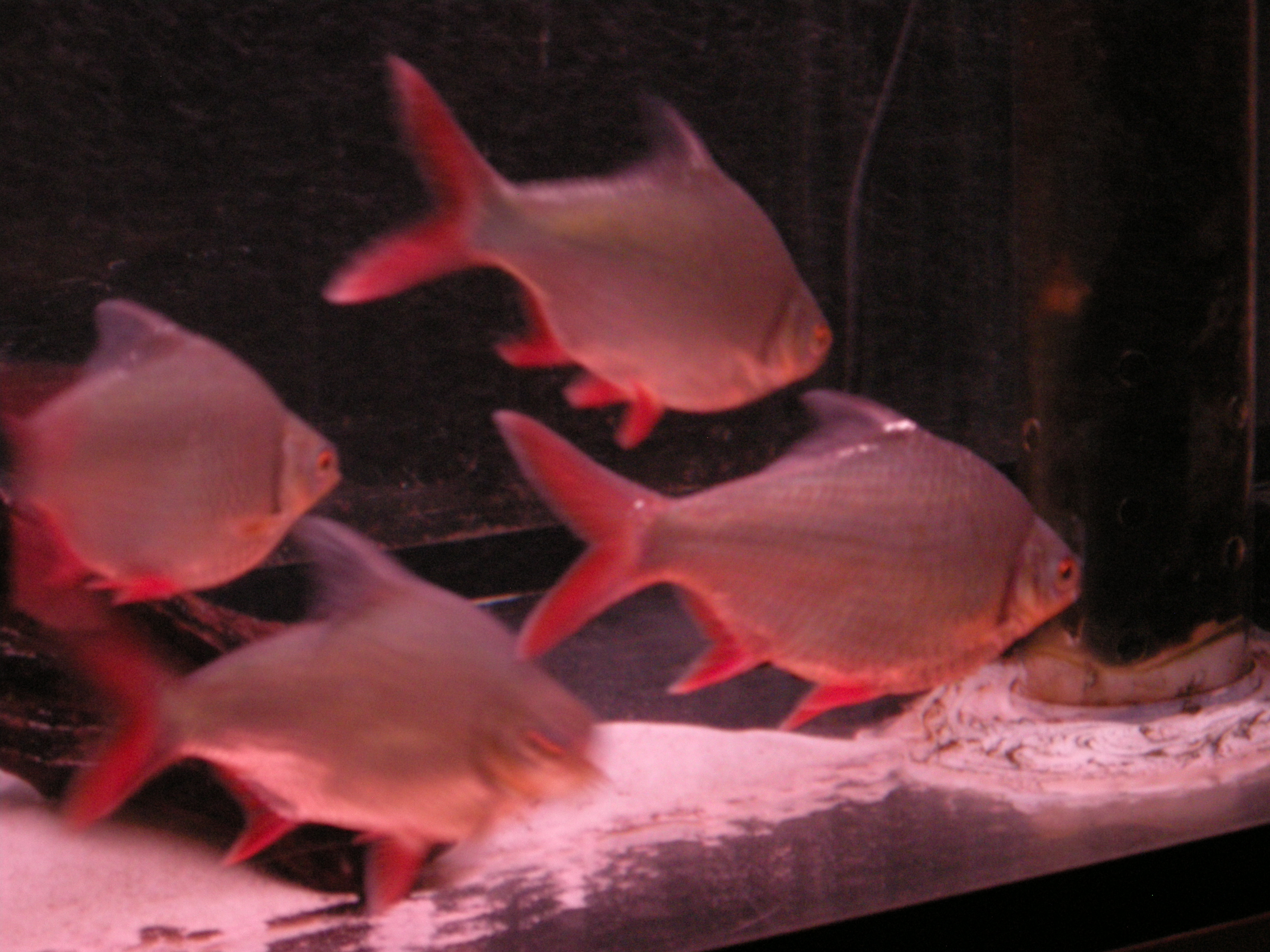 redfinbarb