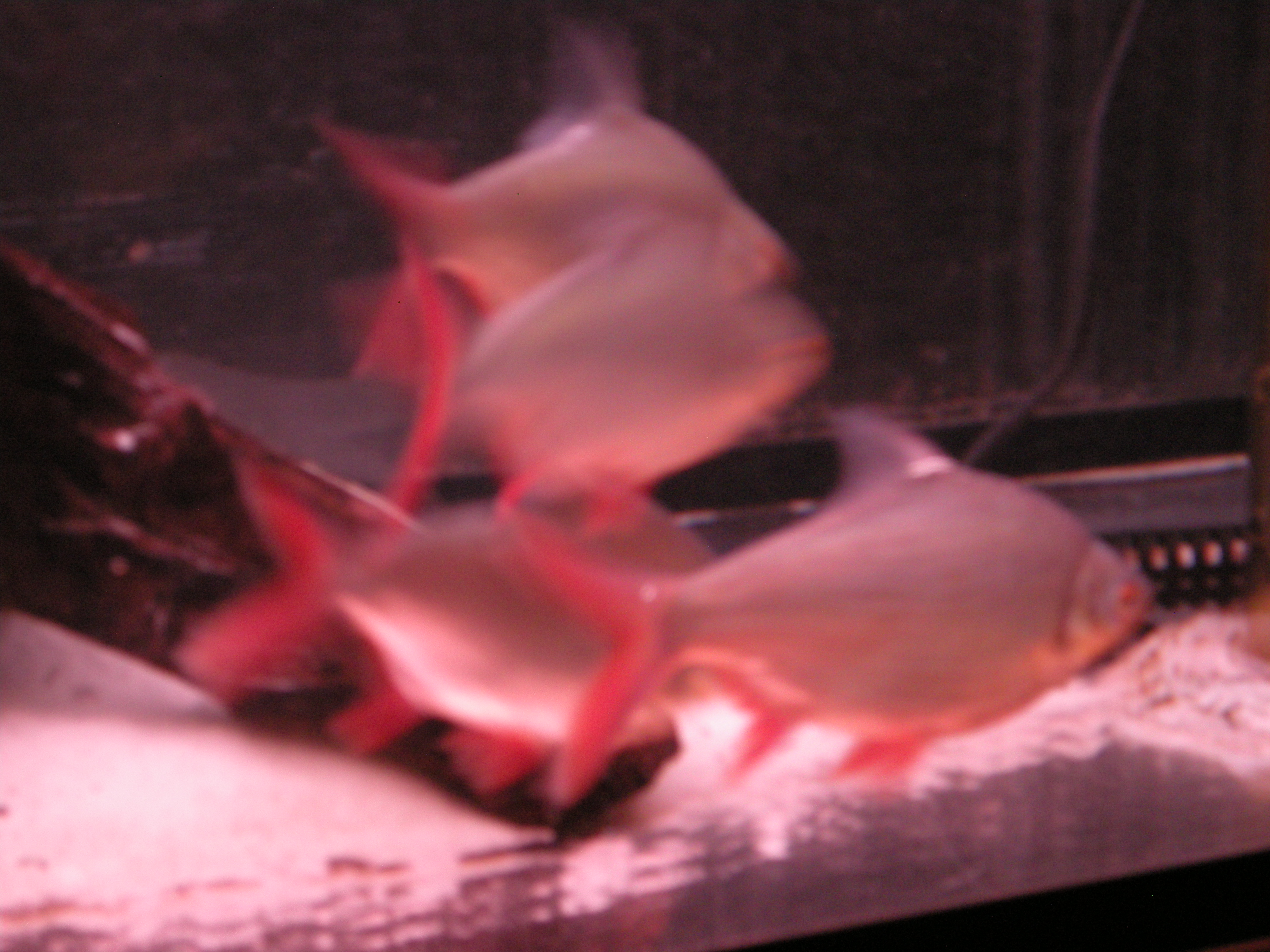 redfinbarb
