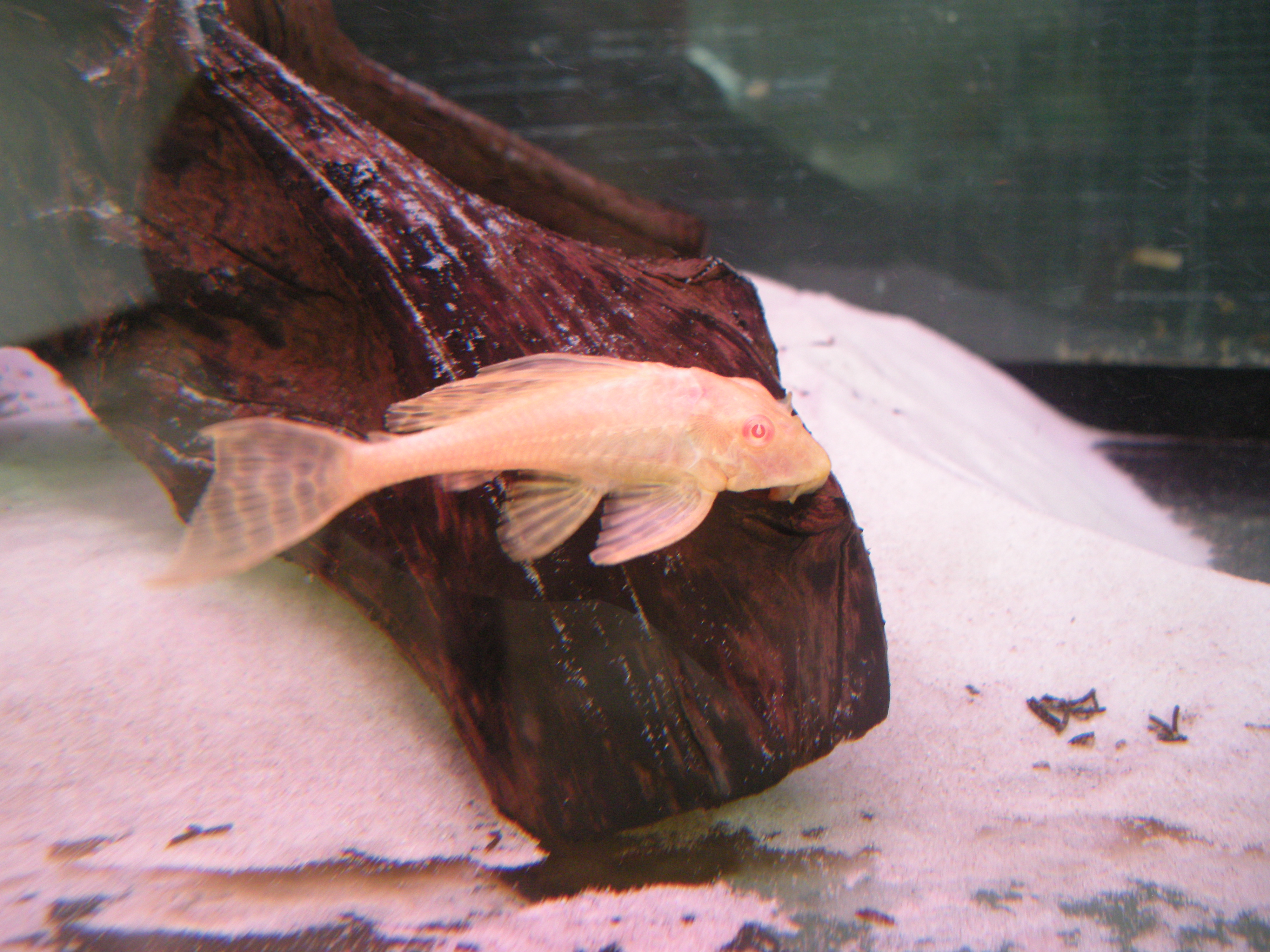 albinosailfinpleco