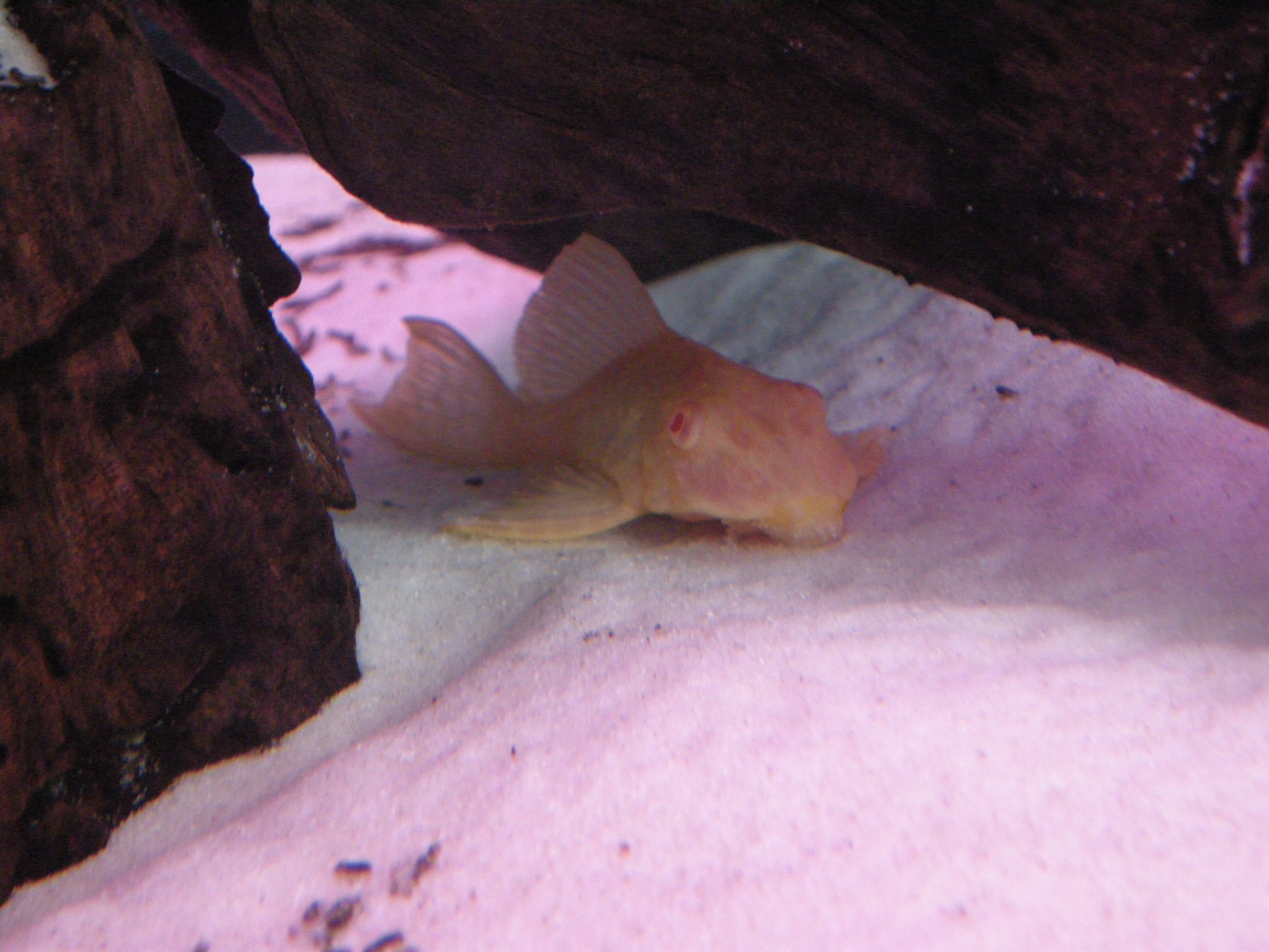 albinosailfinpleco