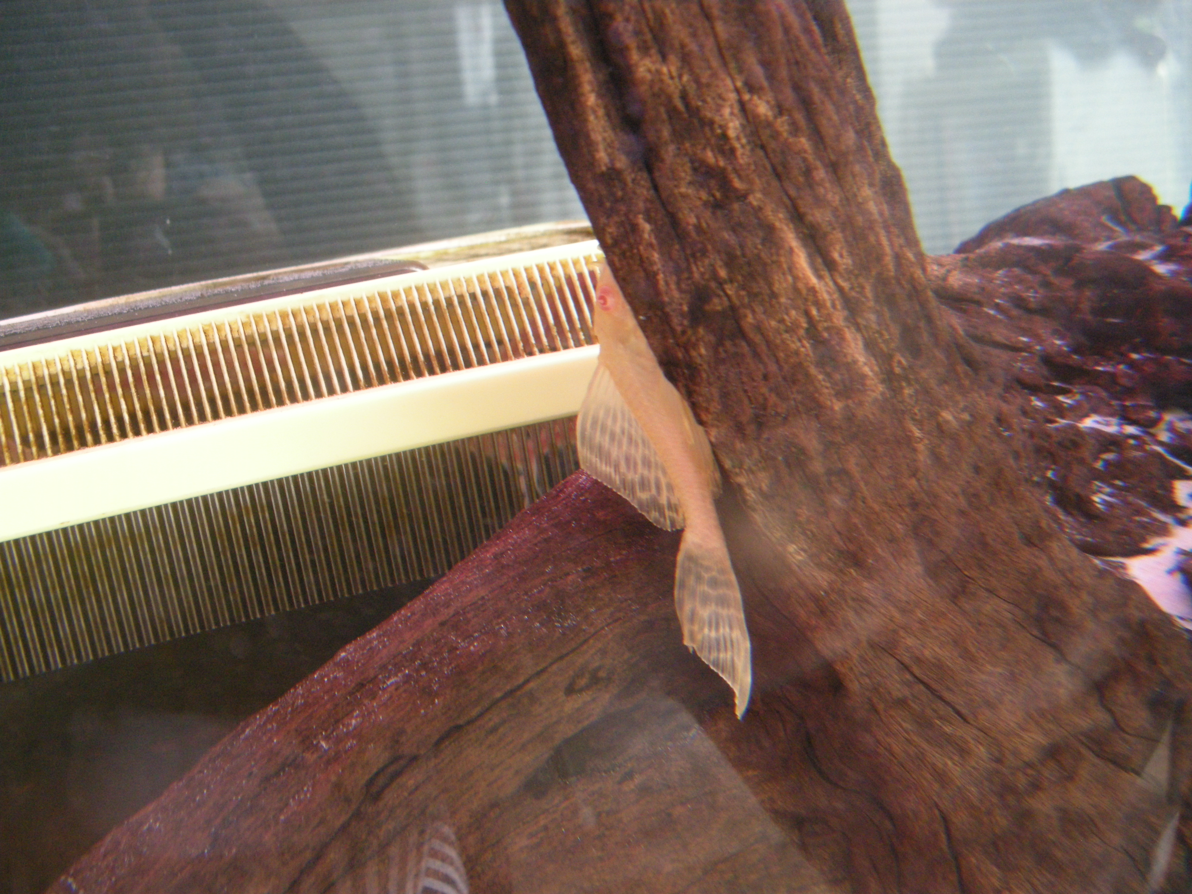 albinosailfinpleco